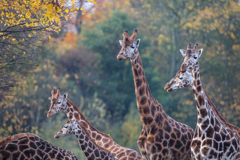 a group of giraffe standing next to a forest